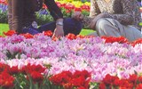 Poznávací zájezd - Holandsko - Holandsko - Keukenhof - milióny květů na ploše 28 ha