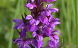 NP Kalkalpen, zahrada Rakouska a ráj orchidejí 2020 - Rakousko - Kalkalpen - Tauplitzalm, Prstnatec májový alpský