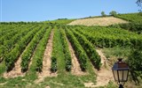 Poznávací zájezd - Francie - Francie - Alsasko - Riquewihr, vinice se na všech stranách dotýkají města