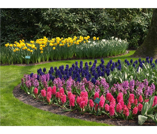 Holandsko, Velikonoce v zemi tulipánů s ubytováním v Rotterdamu 2020 - Holandsko  - Keukenhof