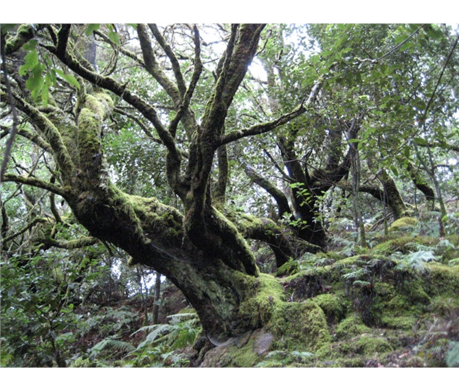 Perly Kanárských ostrovů La Gomera a La Palma 2019 - Španělsko - Kanárské ostrovy - Garajonay - vavřínový les, zbytek lesů které v třetihorách pokrývaly celou jižní Evropu