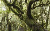 Perly Kanárských ostrovů La Gomera a La Palma 2019 - Španělsko - Kanárské ostrovy - ponurý půvab vavřínových lesů v NP Garajonay