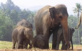 Poznávací zájezd - Srí Lanka - Sri Lanka - Pinnewalle - sloní školka