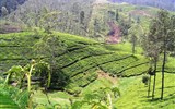 Poznávací zájezd - Srí Lanka - Sri Lanka - čajové plantáže v okolí Nuwara Eliya patří k nejpůvabnějším místům světa