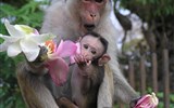 Poznávací zájezd - Srí Lanka - Sri Lanka - opičí rodinka