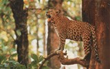 Poznávací zájezd - Indie - Indie - Národní park Čitvan