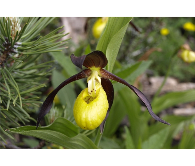 NP Kalkalpen, zahrada Rakouska a ráj orchidejí - Rakousko - ráj orchidejí Kalkalpen - Tauplitzalm, sřevičník pantoflíček
