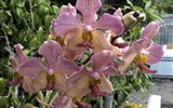 Poznávací zájezd - Madeira - Madeira - Jardim Qrquídea, orchideje všech barev a tvarů
