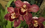 Poznávací zájezd - Madeira - Madeira - Jardim Qrquídea, nádhera kvštů orchidejí