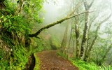 Poznávací zájezd - Madeira - Madeira - Levada Velha a vavřínový les.