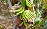 Poznávací zájezd - Madeira - Madeira - trs banánů v době odkvětu, kdy se začínají z vyvíjet z oplozených květů plody - banány
