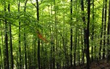 Kouzelná příroda Jury a památky UNESCO Franche-Comté 2020 - Francie - Franche-Comté - údolí řeky Doubs, svahy tu pokrývají suťové lesy