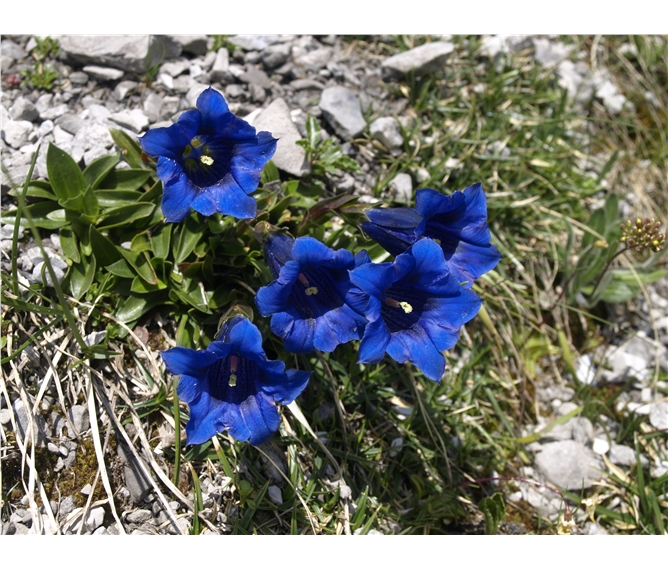 Montafon, rozkvetlá alpská zahrada 2020 - Rakousko - údolí Montafon a nádherná květena jeho horských luk