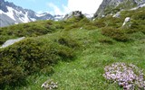 Montafon, rozkvetlá alpská zahrada 2020 - Rakousko - Montafon - kvetoucí louky pod vrcholy ještě se sněhem