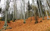 Krakow, Wroclaw, Wieliczka a UNESCO 2020 - Polsko - Kalwaria Zebrzydowska, trasa poutníků vede v krásných bukových lesích