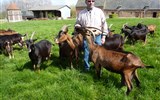Poznávací zájezd - Normandie - Francie - Normandie - exkurze na kozí farmě