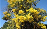 Karneval květů v Nice a festival citrusů v Mentonu 2020 - Francie - Saint Jean Cap Ferrat, vila Ephrussi, kvetoucí mimózy jsou symbolem časného jara a u nás je zima