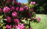 Krásy jarních zahrad Saska a Lužice 2020 - Německo - Kromlau - v době květu rododendronů je to tu pastva pro oči