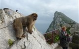 Andalusie, památky UNESCO a přírodní parky 2020 - Španělsko - Andalusie - Gibraltar je jediné místo v Evropě kde volně žijí opice (magot bezocasý)