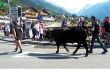 Ochutnávka Švýcarska s termály a turistikou 2020 - Švýcarsko a jeho lidová slavnost s průvodem nazdobených bojových krav