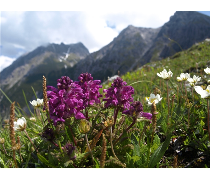 Údolí Glemmtal, svět salcburských hor 2020 - Rakousko - Vysoké Taury - kouzlo horských luk národního parku