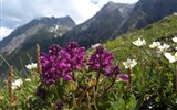 Údolí Glemmtal, svět salcburských hor 2020 - Rakousko - Vysoké Taury - kouzlo horských luk národního parku