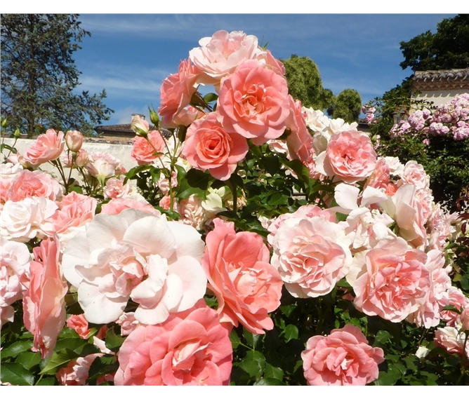 Berlín, biosferická rezervace UNESCO a slavnost v Rosariu 2018 - Německo - Europa-Rosárium, ráj pro milovníka růží