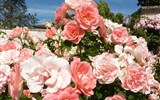 Berlín, biosferická rezervace UNESCO a slavnost růží v Rosariu 2020 - Německo - Europa-Rosárium, ráj pro milovníka růží