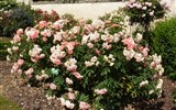 Berlín, biosferická rezervace UNESCO a slavnost růží v Rosariu 2019 - Německo - Europa-Rosárium