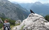Slavnost a pohoda v NP Berchtesgaden a Orlí hnízdo - Německo - Kehlstein, čekání na zbytky (nebo na kořist)