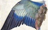 Vídeň po stopách Habsburků a výstavy umění 2019 (Dürer) - Rakousko - Vídeň - Albertina, A.Dürer, Modré ptačí křídlo, kol 1500, akvarel