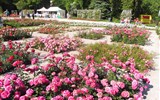 Vídeň po stopách Habsburků, Schönbrunn i Laxenburg a Baden 2020 - Rakousko - Baden, ve zdejším rosariu je přes 600 odrůdrůží