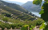 Porto, víno, památky a řeka Douro 2020 - Portugalsko - na svazích nad řekou Douro zraje réva ze které se vyrábí portské víno