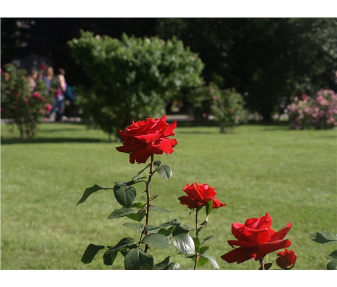 Vídeň po stopách Habsburků, Schönbrunn i Laxenburg a Baden 2020 - Baden - Růžová zahrada, na ploše více než 90.000 m² se nachází cca 600 různých druhů růží