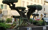 Karneval ve Viareggiu, Lucca a Pistoia 2020 - Itálie - Pistoia, krásně upravené superbonsaje v ulicích