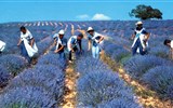 Poznávací zájezd - Provence - Francie - Provence - sběr květů levandule