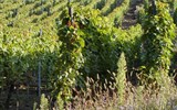 Poznávací zájezd - Alsasko - Francie -  Alsasko - vinice nad městečkem Thann