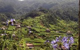 Poznávací zájezd - Portugalsko - Portugalsko - Madeira - střed ostrova je hornatý, vlhký a plný květů