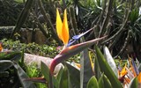 Poznávací zájezd - Madeira - Portugalsko - Madeira - strelizie zde roste i ve volné přírodě