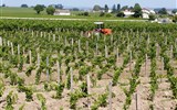 Bordeaux, víno St. Emilion a duna Pyla s koupáním, eurovíkend letecky 2019 - Francie, Atlantik, vinice v okolí Bordeaux