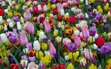 Holandsko, Velikonoce v zemi tulipánů s ubytováním v Rotterdamu 2020 - Holandsko - Keukenhof, tulipány proslavily jméno země po celém světě