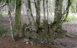 Poznávací zájezd - Burgundsko - Francie - Burgundsko - NP Morvan, les s tajemstvím