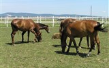 Poznávací zájezd - Zadunají - Maďarsko, Villány, koně ve výběhu
